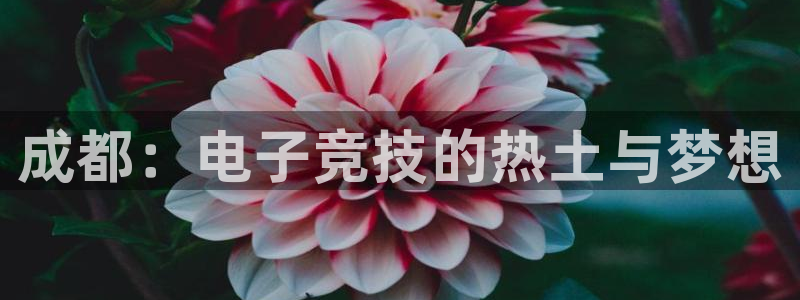 雷火电竞技平台：成都：电子竞技的热土与梦想