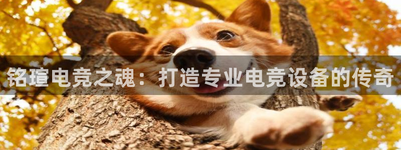雷火电竞是什么：铭瑄电竞之魂：打造专业电竞设备的传奇